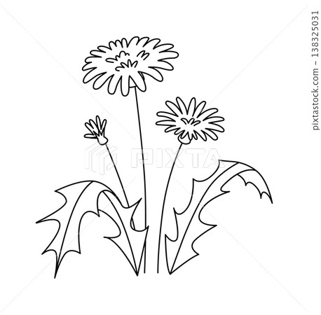 Dandelion plant with three heads, serrated leaf and slender stem drawn in clean line art Dandelion plant with three heads, serrated leaf and slender stem drawn in clean line art 138325031