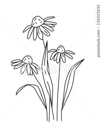 Coneflower trio with drooping petals and tall leaves drawn in clean contour strokes 138325032