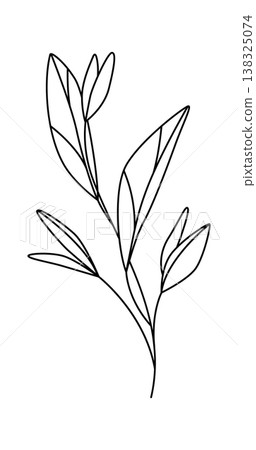 Leaf branch with slender stem and elongated leaves in clean contour line style Leaf branch with slender stem and elongated leaves in clean contour line style 138325074