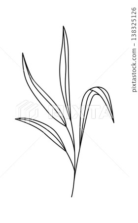 Leaf stem with long slender blades and elegant contour lines on clean background 138325126