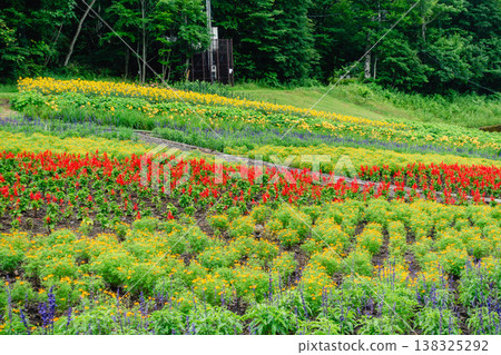 The scenery of the flower fields spreading across Tambara Lavender Park The scenery of the flower fields spreading across Tambara Lavender Park 138325292