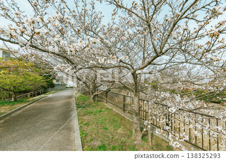 Sakura cherry blossoms 138325293