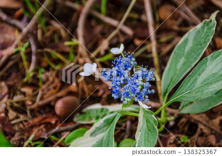 近距離拍攝美麗的繡球花，它有著斑駁的葉子和藍色的小花。 138325367