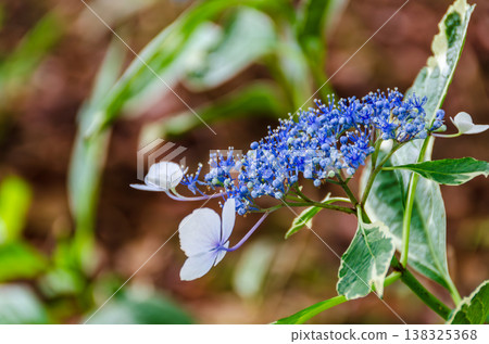 A side view of the delicate flowers of the variegated Hydrangea and the sunlight filtering through the trees. 138325368