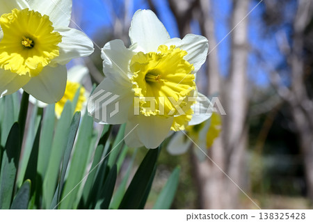 Narcissus flower Narcissus flower 138325428