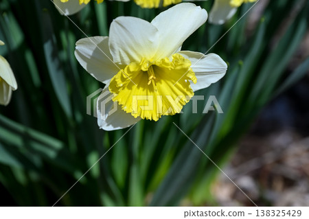 Narcissus flower Narcissus flower 138325429