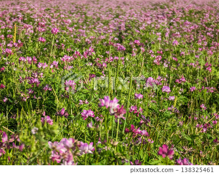 春日的鄉村，一片粉紅色的蓮花盛開。 138325461