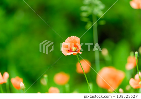 Orange long-headed poppies translucent in the light Orange long-headed poppies translucent in the light 138325527