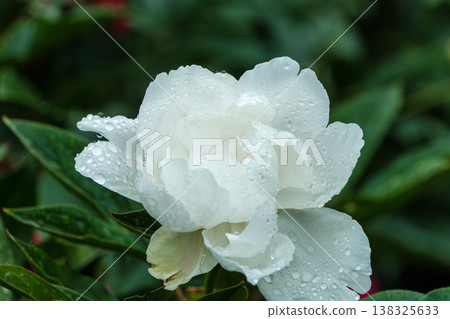 白色的牡丹花輕輕綻放，在雨水中閃閃發光。 138325633