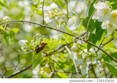 Small green flower beetles gather on the white flowers of the mock orange tree. Small green flower beetles gather on the white flowers of the mock orange tree. 138325638