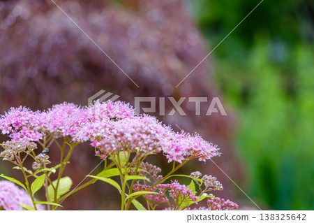Spiraea flowers bloom quietly, still covered in raindrops after the rain. Spiraea flowers bloom quietly, still covered in raindrops after the rain. 138325642