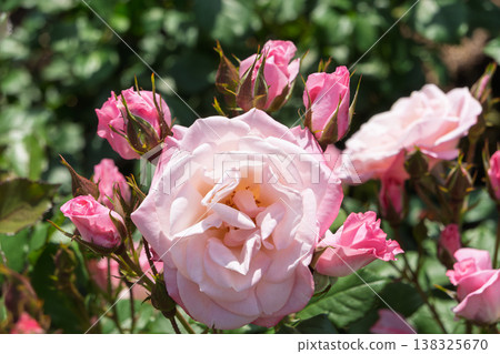 A vibrant scene adorned with pale pink roses and numerous buds. A vibrant scene adorned with pale pink roses and numerous buds. 138325670