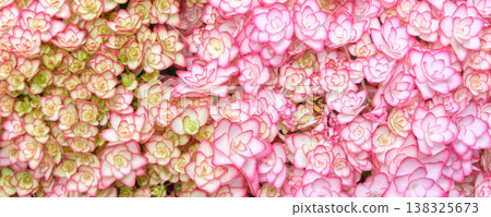 A floral texture featuring densely packed hydrangeas with lovely pink edges. A floral texture featuring densely packed hydrangeas with lovely pink edges. 138325673