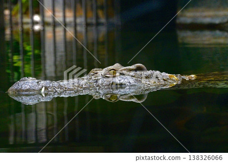 A crocodile with a calm gaze A crocodile with a calm gaze 138326066
