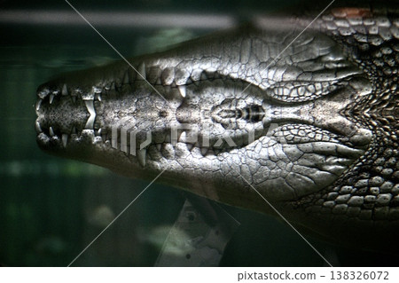 Crocodiles in the water Crocodiles in the water 138326072