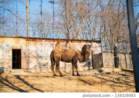 Bactrian camel Camelus bactrianus standing in zoo enclosure with two humps under sunlight near rustic building and fence in outdoor habitat Bactrian camel Camelus bactrianus standing in zoo enclosure with two humps under sunlight near rustic building and fence in outdoor habitat 138326083