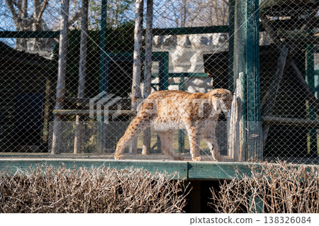 Eurasian lynx walking in zoo enclosure behind metal fence showing spotted coat tufted ears and powerful body in captivity wildlife environment Eurasian lynx walking in zoo enclosure behind metal fence showing spotted coat tufted ears and powerful body in captivity wildlife environment 138326084