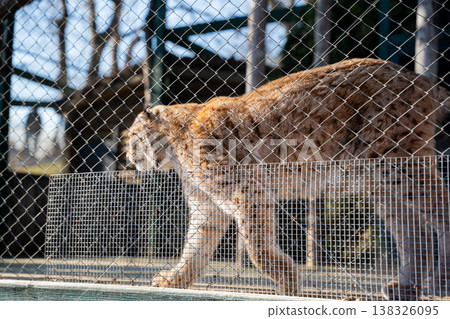 Eurasian lynx walking inside zoo enclosure behind metal fence showing spotted fur and tufted ears in captivity environment during daylight Eurasian lynx walking inside zoo enclosure behind metal fence showing spotted fur and tufted ears in captivity environment during daylight 138326095