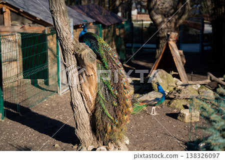 Indian peafowl Pavo cristatus peacock perched on tree with long iridescent tail feathers and another peacock in background inside zoo enclosure outdoor setting Indian peafowl Pavo cristatus peacock perched on tree with long iridescent tail feathers and another peacock in background inside zoo enclosure outdoor setting 138326097