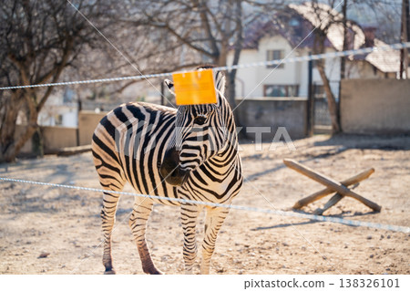 Plains zebra Equus quagga standing in zoo enclosure behind rope fence with bright striped pattern and clear view of body in sunny outdoor environment Plains zebra Equus quagga standing in zoo enclosure behind rope fence with bright striped pattern and clear view of body in sunny outdoor environment 138326101