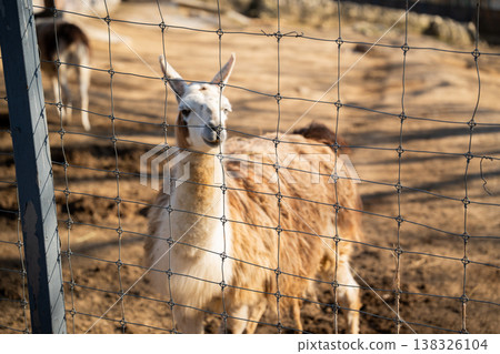 Llama Lama glama behind wire fence in zoo enclosure with shallow depth of field highlighting captivity concept and domesticated South American camelid animal Llama Lama glama behind wire fence in zoo enclosure with shallow depth of field highlighting captivity concept and domesticated South American camelid animal 138326104