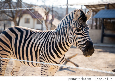 Plains zebra Equus quagga close up portrait standing in zoo enclosure with detailed striped pattern clearly visible in warm natural sunlight outdoor setting 138326106
