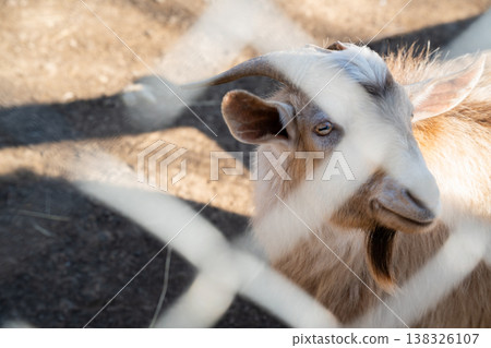 Domestic alpine goat in zoo enclosure close up portrait showing horns beard and calm expression highlighting theme of animals in captivity under sunlight Domestic alpine goat in zoo enclosure close up portrait showing horns beard and calm expression highlighting theme of animals in captivity under sunlight 138326107