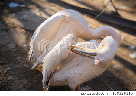 Great white pelican Pelecanus onocrotalus preening feathers with large bill in zoo enclosure under warm sunlight showing soft white plumage and natural behavior 138326110