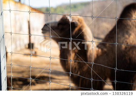 Bactrian camel Camelus bactrianus behind metal fence in zoo enclosure with shallow depth of field and blurred background highlighting captivity and wildlife protection concept Bactrian camel Camelus bactrianus behind metal fence in zoo enclosure with shallow depth of field and blurred background highlighting captivity and wildlife protection concept 138326119