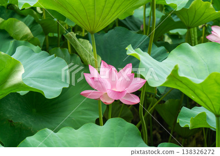 忍池邊,蓮花從樹葉間探出頭來。 忍池邊,蓮花從樹葉間探出頭來。 138326272