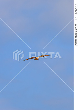 A buzzard gliding through the sky; its wings spread across the blue sky—a beautiful sight of this wild bird. A buzzard gliding through the sky; its wings spread across the blue sky—a beautiful sight of this wild bird. 138326453