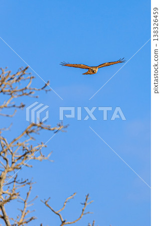 A buzzard flying beside a branch: A moment full of the dynamism of the wild. 138326459