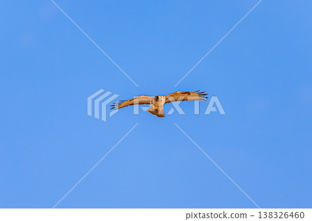 A buzzard flying in the blue sky; a bird of prey in flight, approaching head-on. 138326460