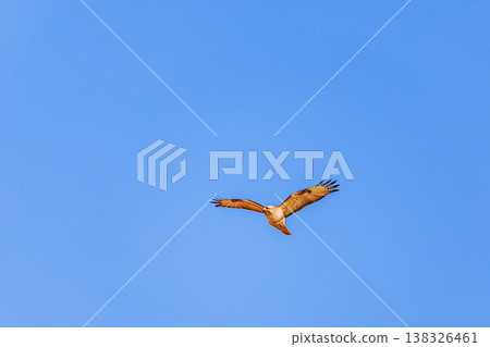 A bird of prey, a Common Buzzard, in flight; a wild bird photograph against a blue sky. 138326461