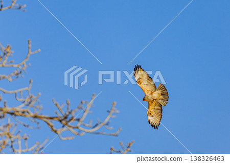 A buzzard in a circular flight: the contrast between its outstretched wings and the blue sky. A buzzard in a circular flight: the contrast between its outstretched wings and the blue sky. 138326463