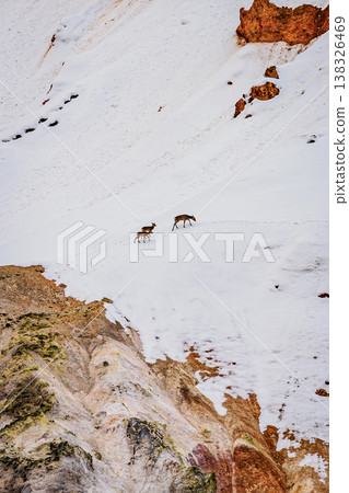 Noboribetsu Onsen Jigokudani: A scene of Hokkaido deer standing amidst steam and snow. Noboribetsu Onsen Jigokudani: A scene of Hokkaido deer standing amidst steam and snow. 138326469