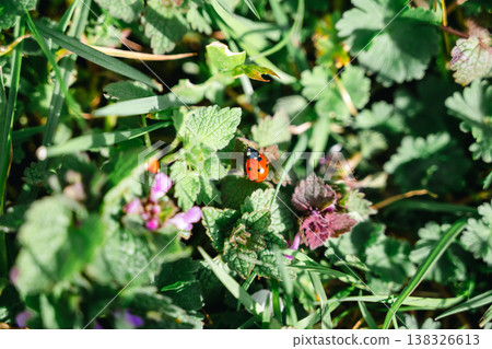 Ladybug in green grass. Spring abstract background, exploring insects and nature 138326613