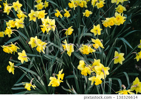 Narcissus flowers. Spring yellow daffodil blossoms in spring garden, floral background Narcissus flowers. Spring yellow daffodil blossoms in spring garden, floral background 138326614