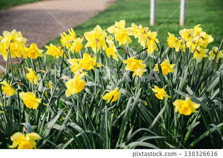 Narcissus flowers. Spring yellow daffodil blossoms in spring garden, floral background Narcissus flowers. Spring yellow daffodil blossoms in spring garden, floral background 138326616