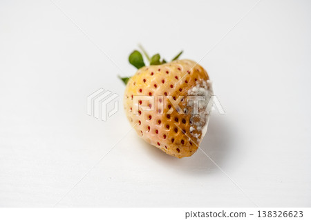 Mold infestation on white strawberry, thick fungal macro photography, food decomposition 138326623