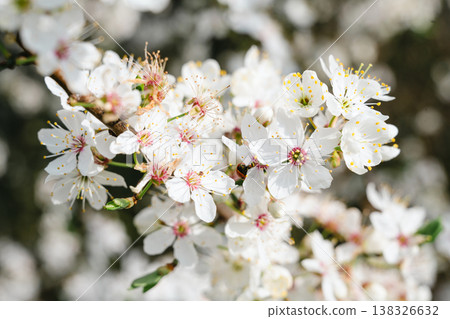 Spring cherry blossom sakura tree brunch in the sunshine day, abstract floral background Spring cherry blossom sakura tree brunch in the sunshine day, abstract floral background 138326632