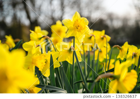 Narcissus flowers. Spring yellow daffodil blossoms in spring garden, floral background Narcissus flowers. Spring yellow daffodil blossoms in spring garden, floral background 138326637