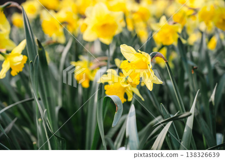 Narcissus flowers. Spring yellow daffodil blossoms in spring garden, floral background Narcissus flowers. Spring yellow daffodil blossoms in spring garden, floral background 138326639