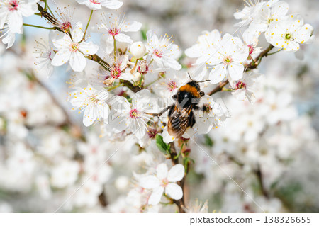 Spring floral background with bumble bee on a blossoming tree collecting pollen Spring floral background with bumble bee on a blossoming tree collecting pollen 138326655