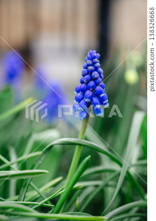 spring blue, purple small flowers. Muscari armeniacum (also known as Armenian grape hyacinth) flowers swaying in the wind in a spring day. Abstract nature concept 138326668