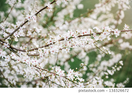 Abstract spring floral background, cherry blossom tree branches, floral wallpaper with soft focus Abstract spring floral background, cherry blossom tree branches, floral wallpaper with soft focus 138326672