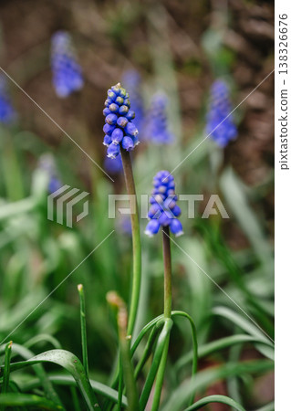 spring blue, purple small flowers. Muscari armeniacum (also known as Armenian grape hyacinth) flowers swaying in the wind in a spring day. Abstract nature concept spring blue, purple small flowers. Muscari armeniacum (also known as Armenian grape hyacinth) flowers swaying in the wind in a spring day. Abstract nature concept 138326676