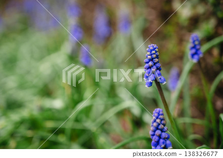 spring blue, purple small flowers. Muscari armeniacum (also known as Armenian grape hyacinth) flowers swaying in the wind in a spring day. Abstract nature concept spring blue, purple small flowers. Muscari armeniacum (also known as Armenian grape hyacinth) flowers swaying in the wind in a spring day. Abstract nature concept 138326677