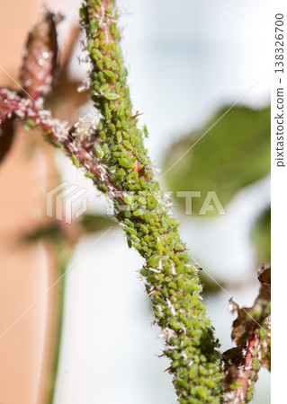 Green aphids on rose plant, tiny green flies insecticide lice 138326700