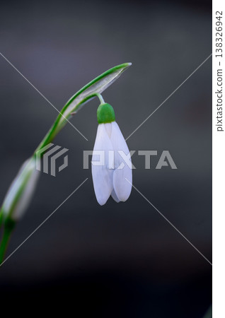 Spring flower background. Easter. Tiny first snowdrop white flower macro photo Spring flower background. Easter. Tiny first snowdrop white flower macro photo 138326942